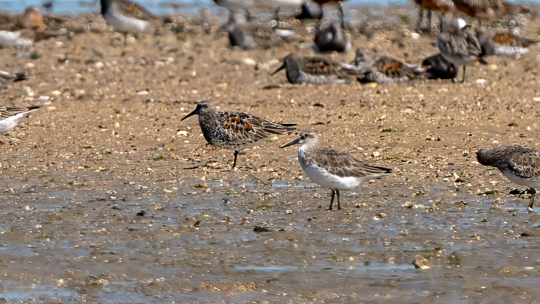 Great Knot 